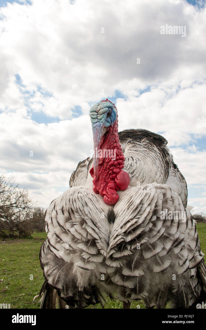 turkey male or gobbler closeup on the cloudy sky background. Stock Photo