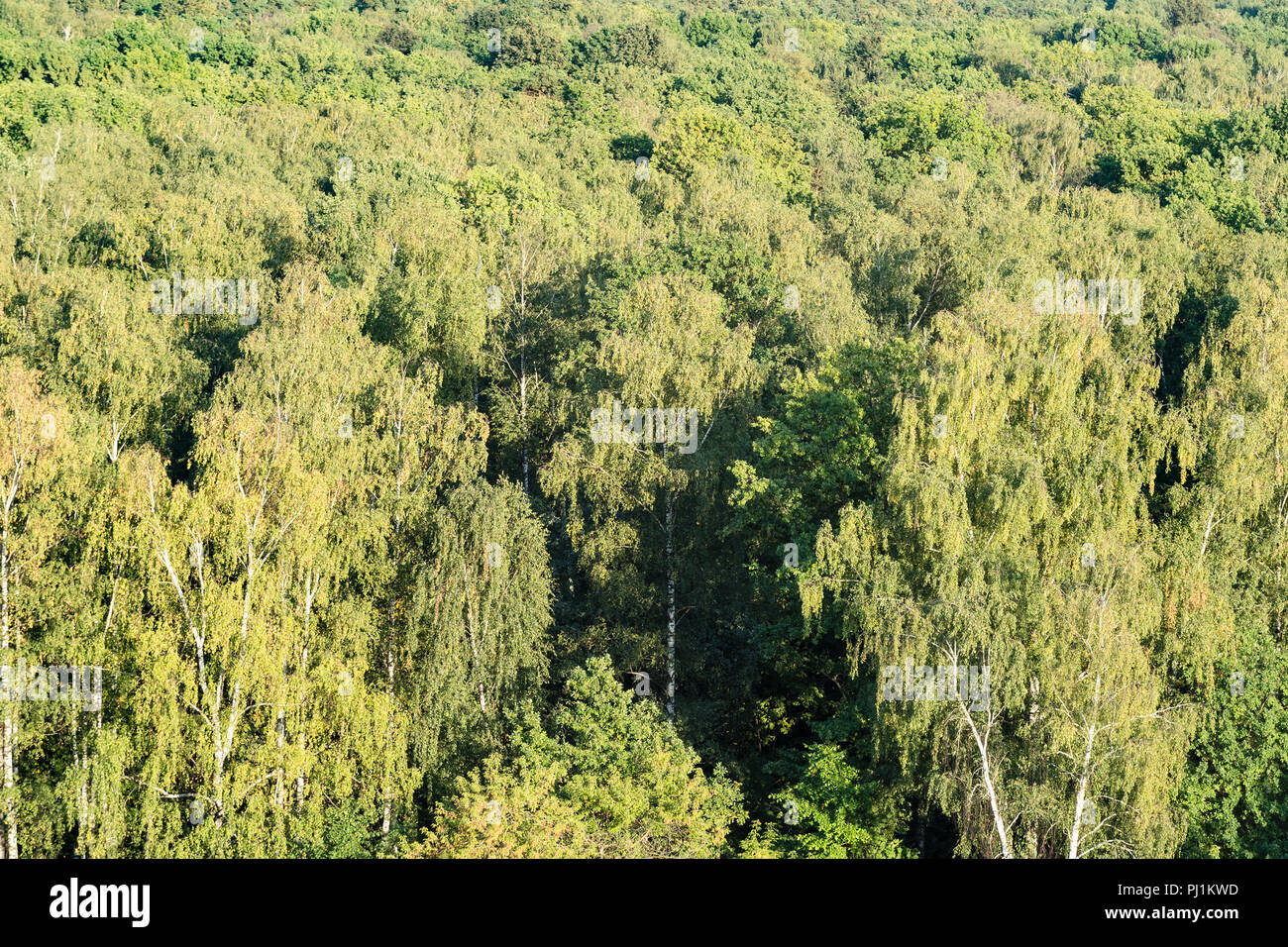 Top view dense forest thick hi-res stock photography and images - Alamy