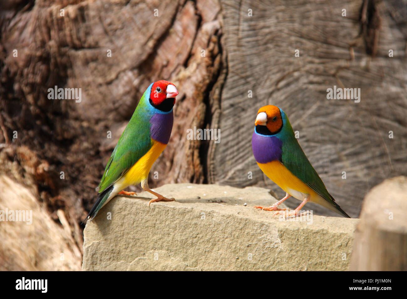 The Gouldian Finch Or Erythrura Gouldiae Male Aka The Lady Gouldian The Gouldian Finch Or Erythrura Gouldiae Male Aka The Lady Gouldian