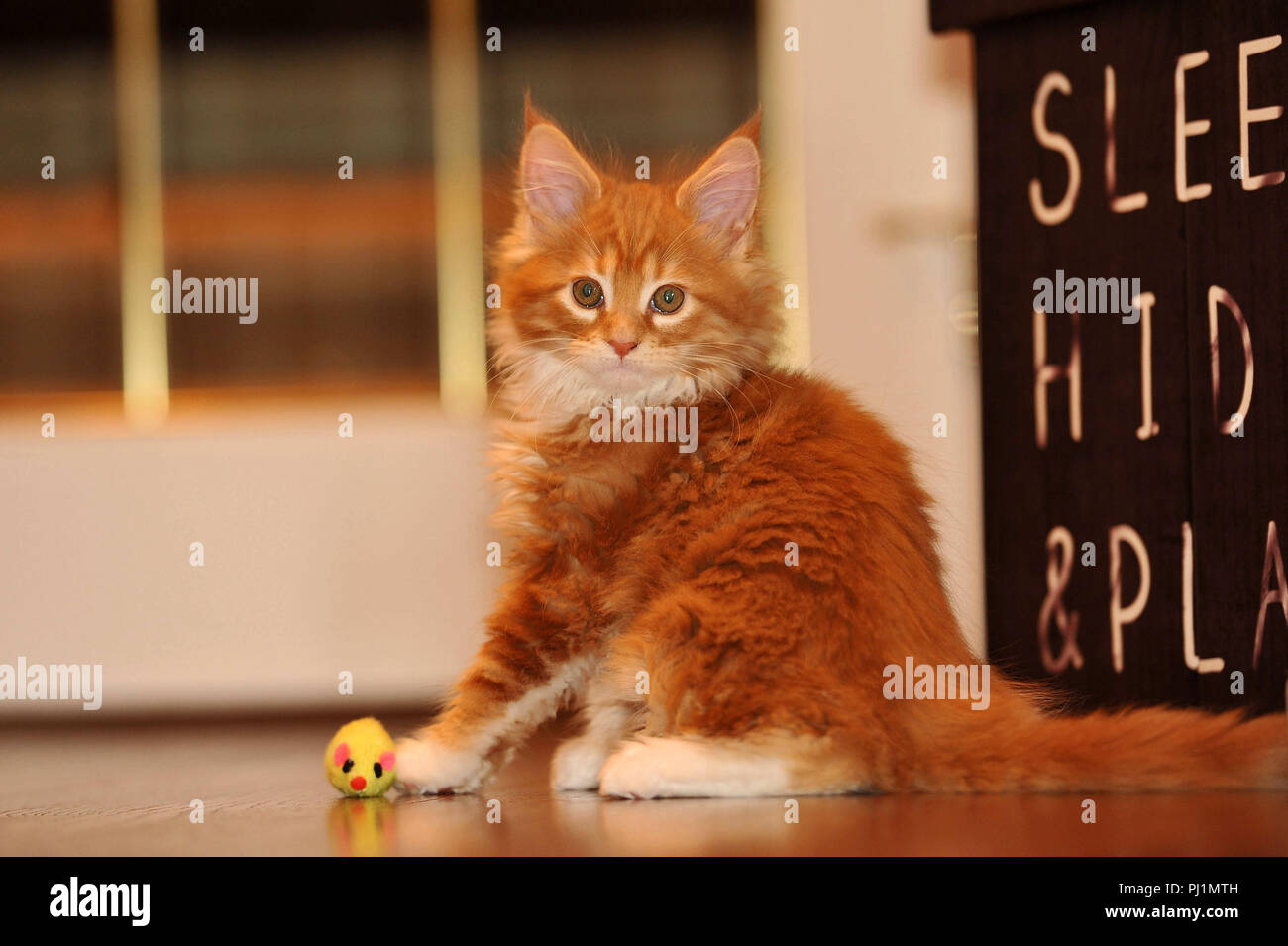 Orange Maine Coon Kitten Stock Photo 217626545 Alamy