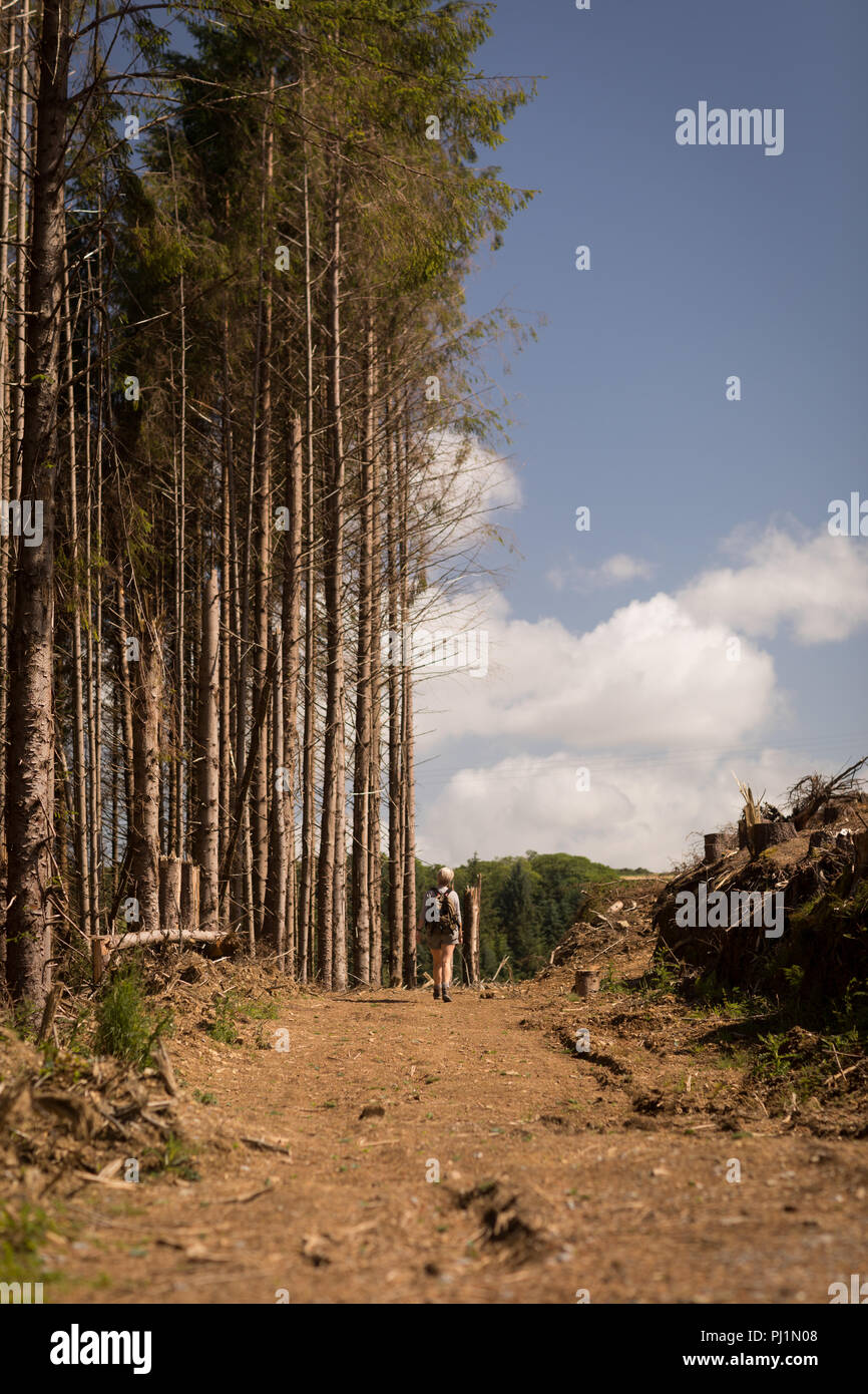 Woman walking alone in a forest hi-res stock photography and images - Alamy