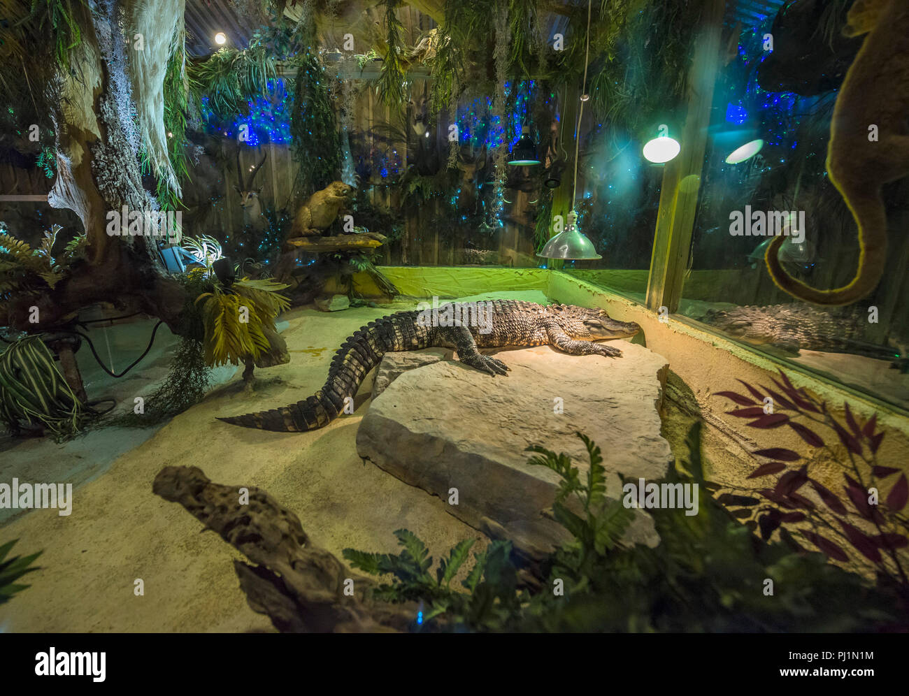 Clarks Fish Camp is a unique and rustic seafood restaurant located on