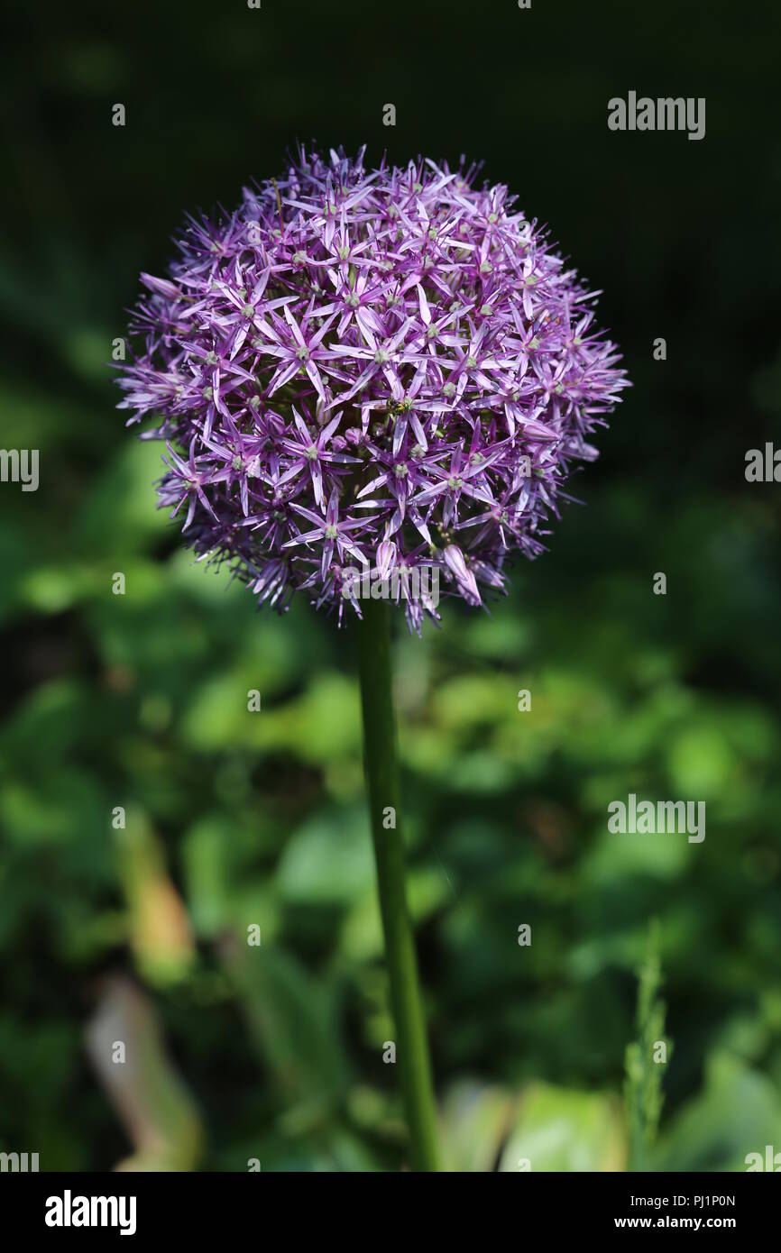 purple flower in sun Stock Photo - Alamy