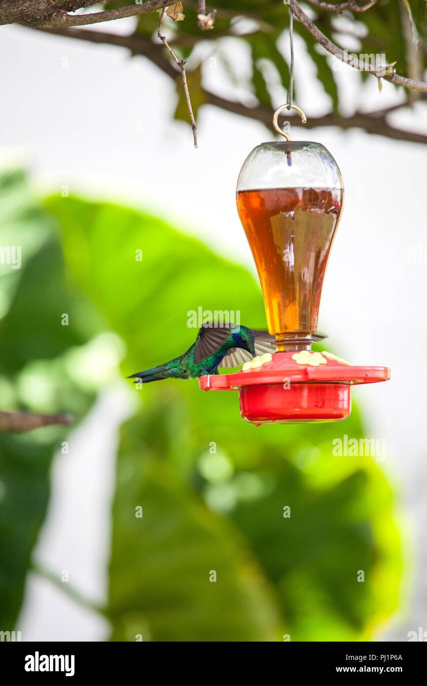 Hummingbird Next To A Feeder With Water And Sugar In It Stock