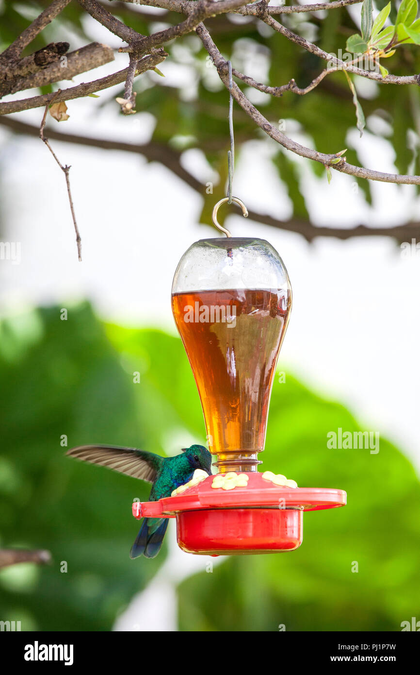 Hummingbird Next To A Feeder With Water And Sugar In It Stock