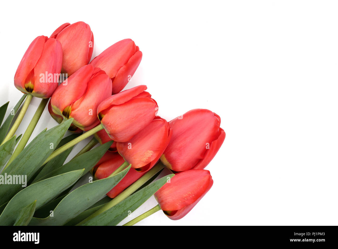 Beautiful red tulips on white background with copy space for text. Top ...