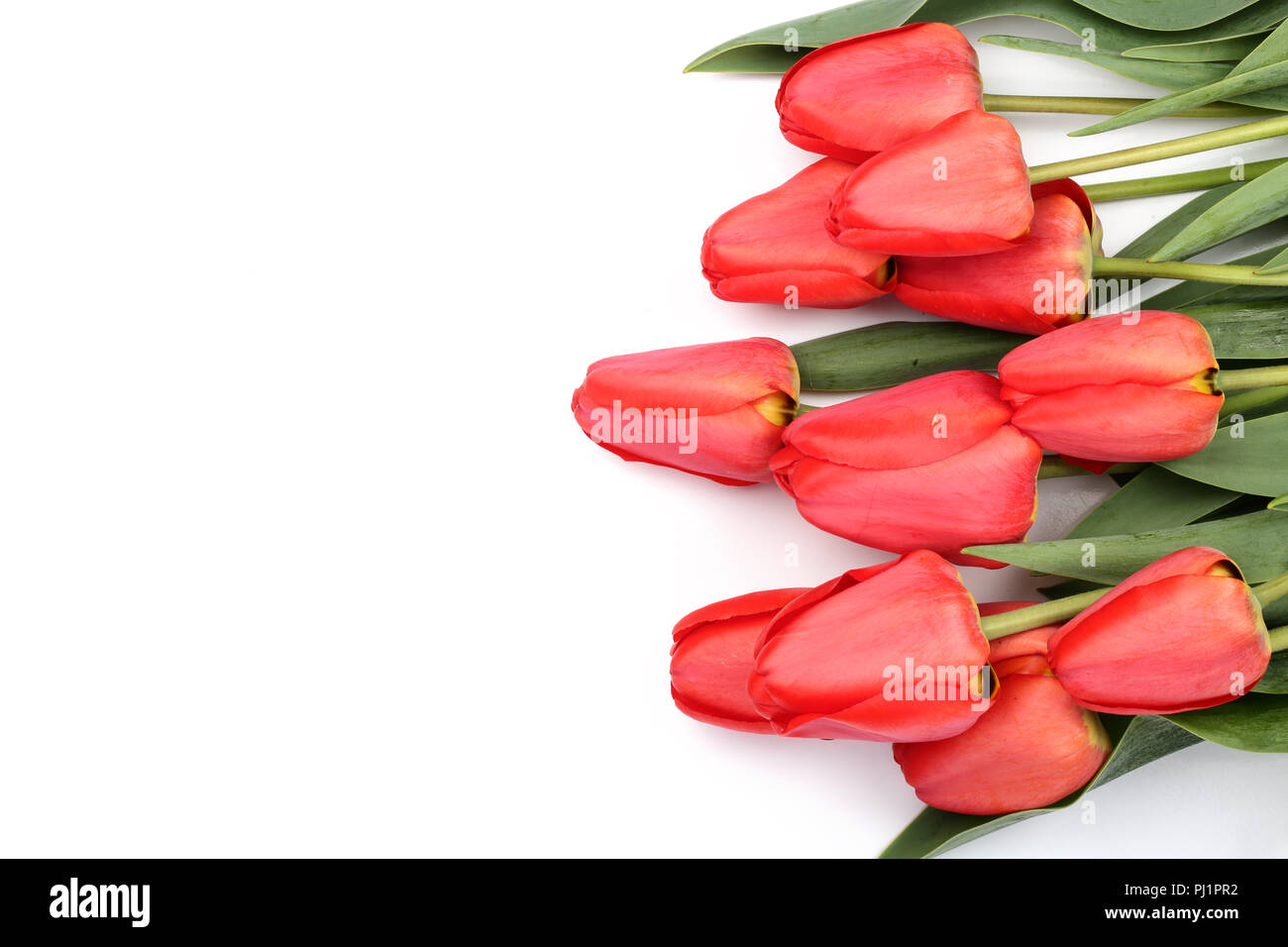 Beautiful red tulips on white background with copy space for text. Top ...