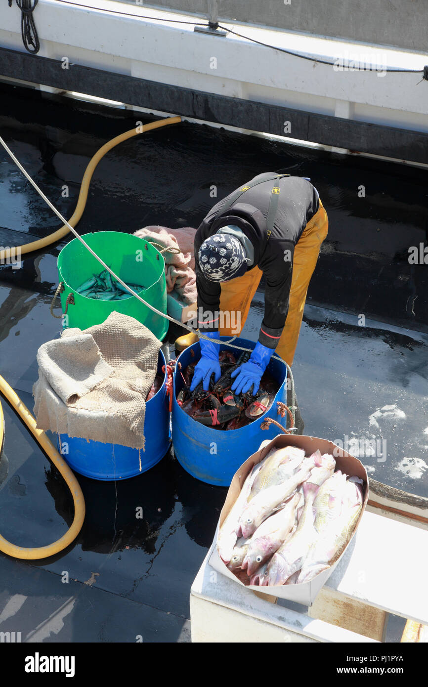 A fisherman packing freshly caught lobsters into a bucket on the deck of a small fishing vessel, Kirkwall, Orkney, Scotland Stock Photo