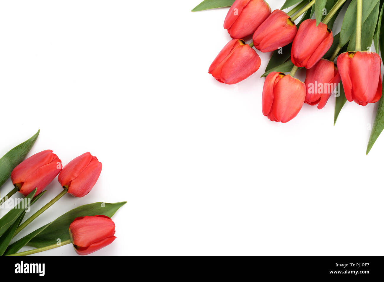 Beautiful red tulips on white background with copy space for text. Top ...