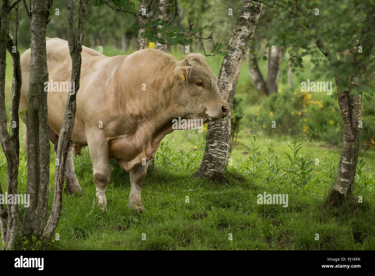 Charolais bull in woodland pasture Stock Photo