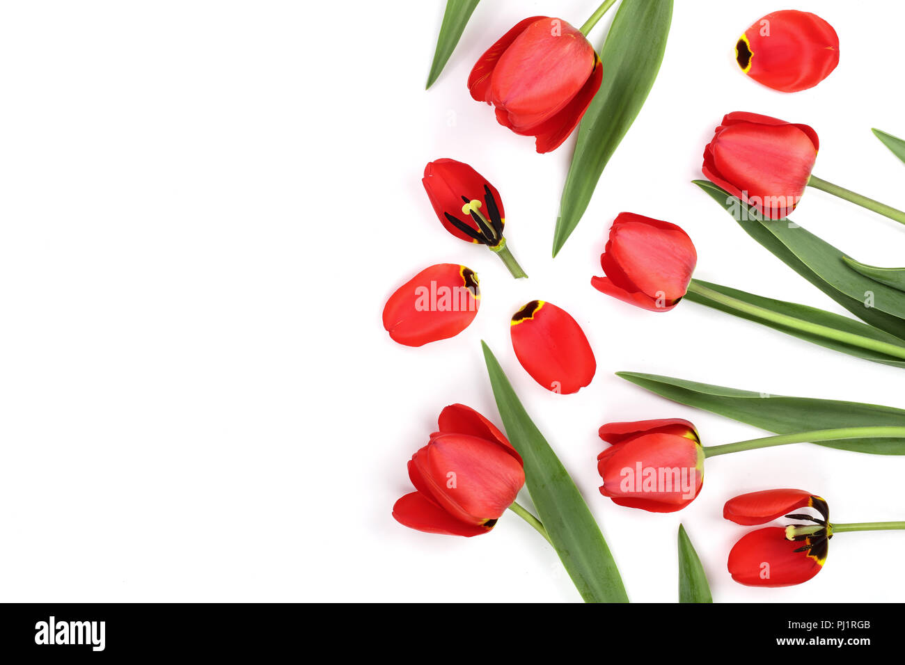 Beautiful red tulips on white background with copy space for text. Top view, flat lay. Stock Photo