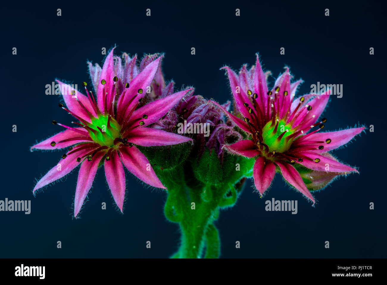 Surrealistic fine art still life color macro image of a single isolated sempervivum / echeveria with two blossoms on blue background in fantasy neon Stock Photo