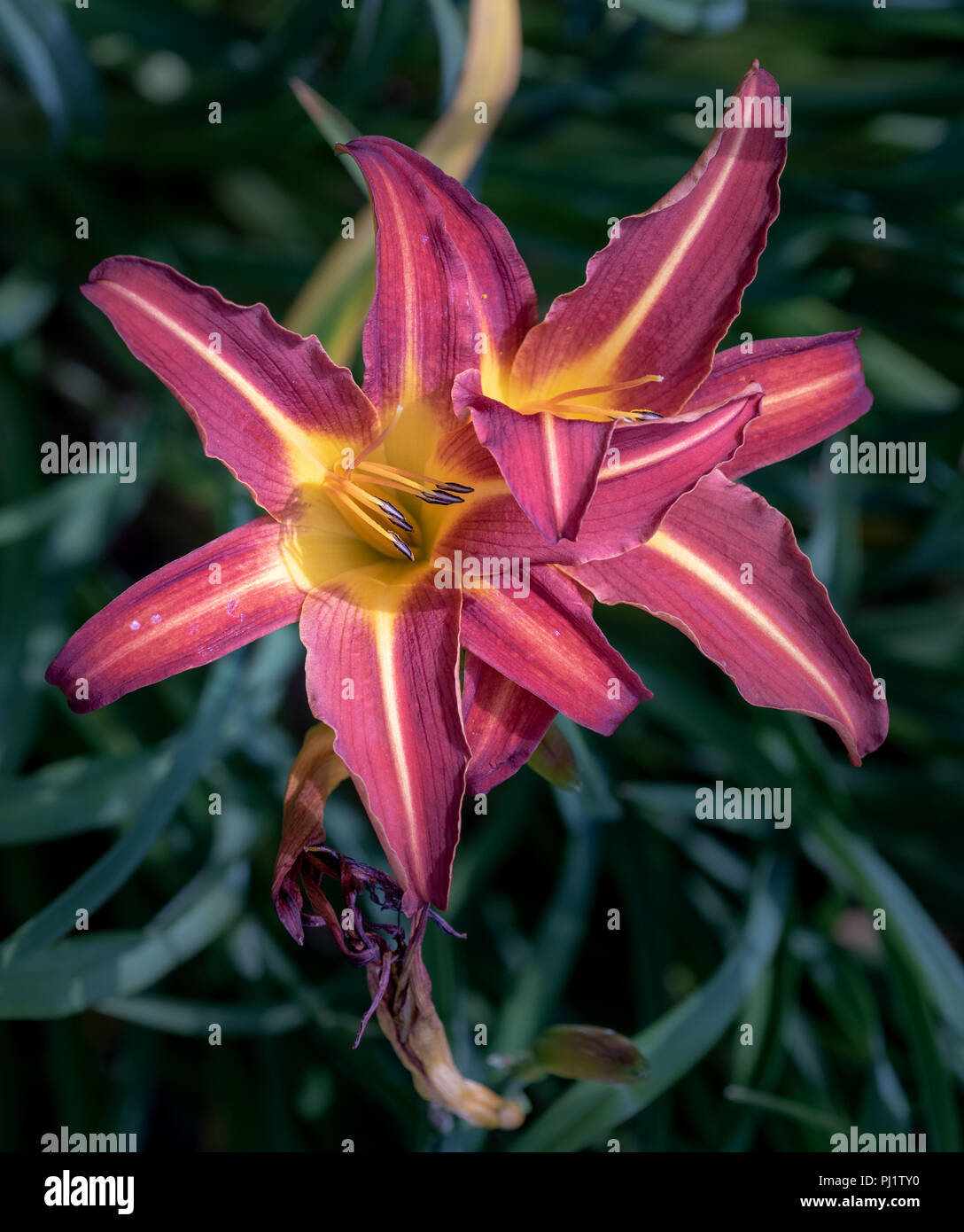 Colorful outdoor nature macro image of a blooming purple red yellow daylily blossom on a natural green blurred background taken on a sunny summer day Stock Photo