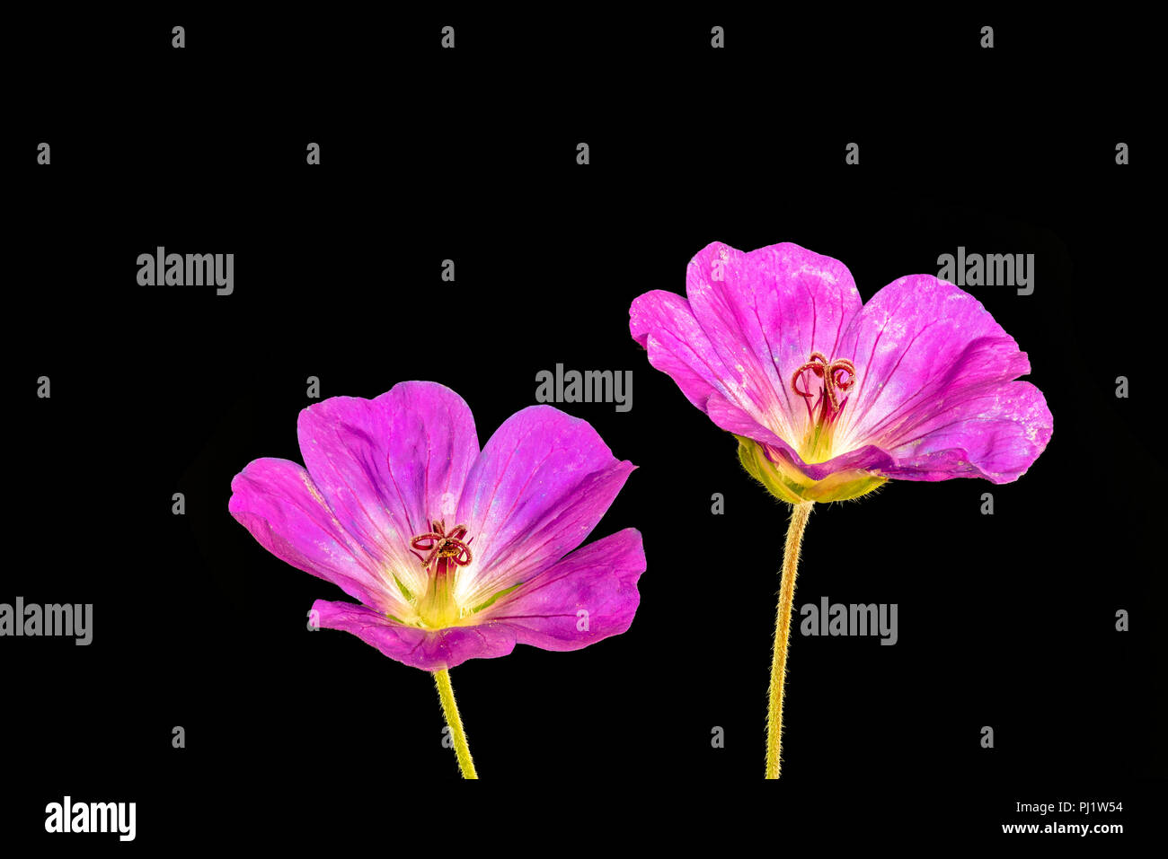 Fine art still life color floral image of a pair of pink isolated wide open pink blooming female geranium/cranesbill flowers,stem,black background Stock Photo