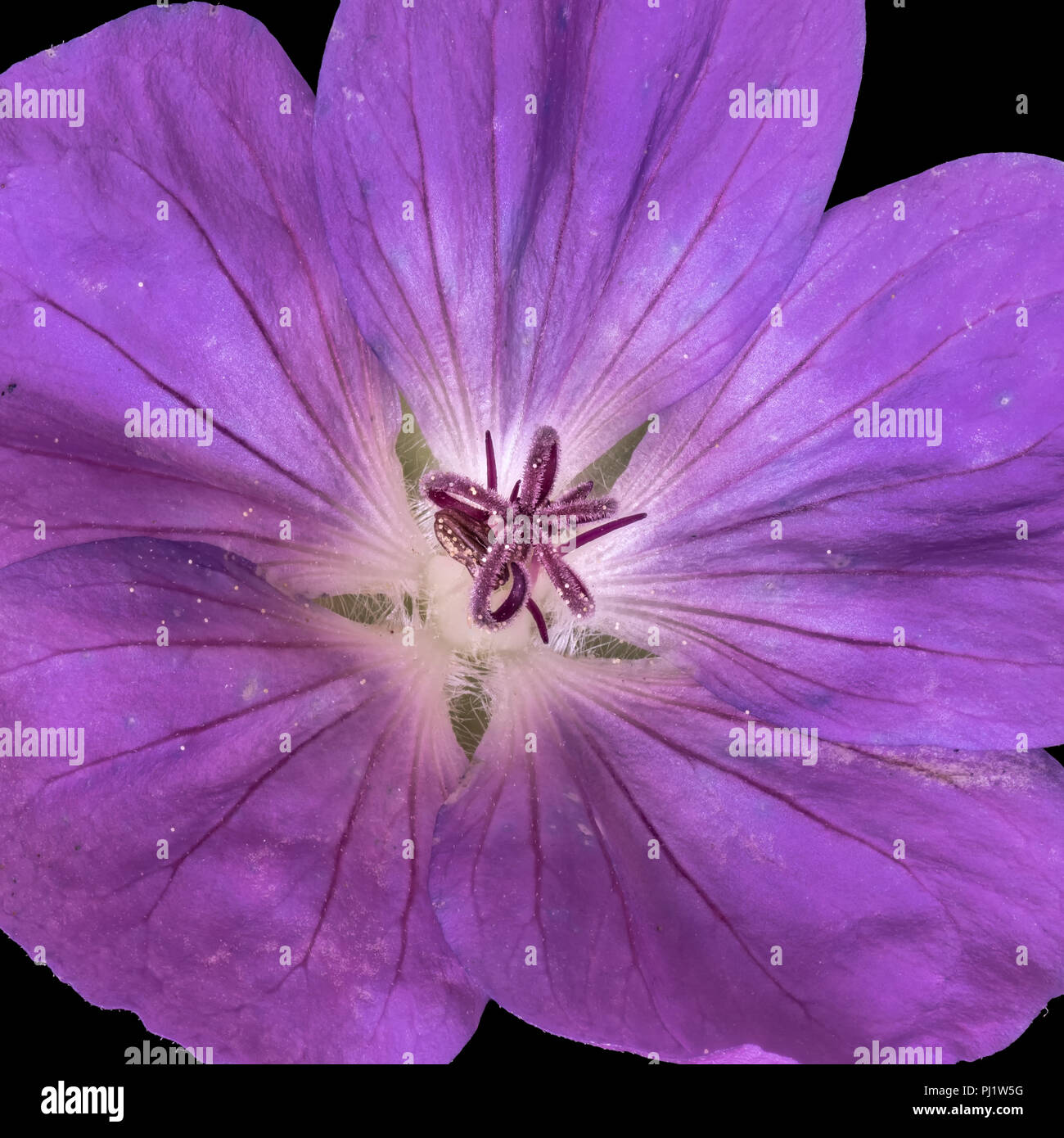 Fine art still life color floral image of the inner of a single isolated wide open violet blooming female geranium / cranesbill flower on black Stock Photo