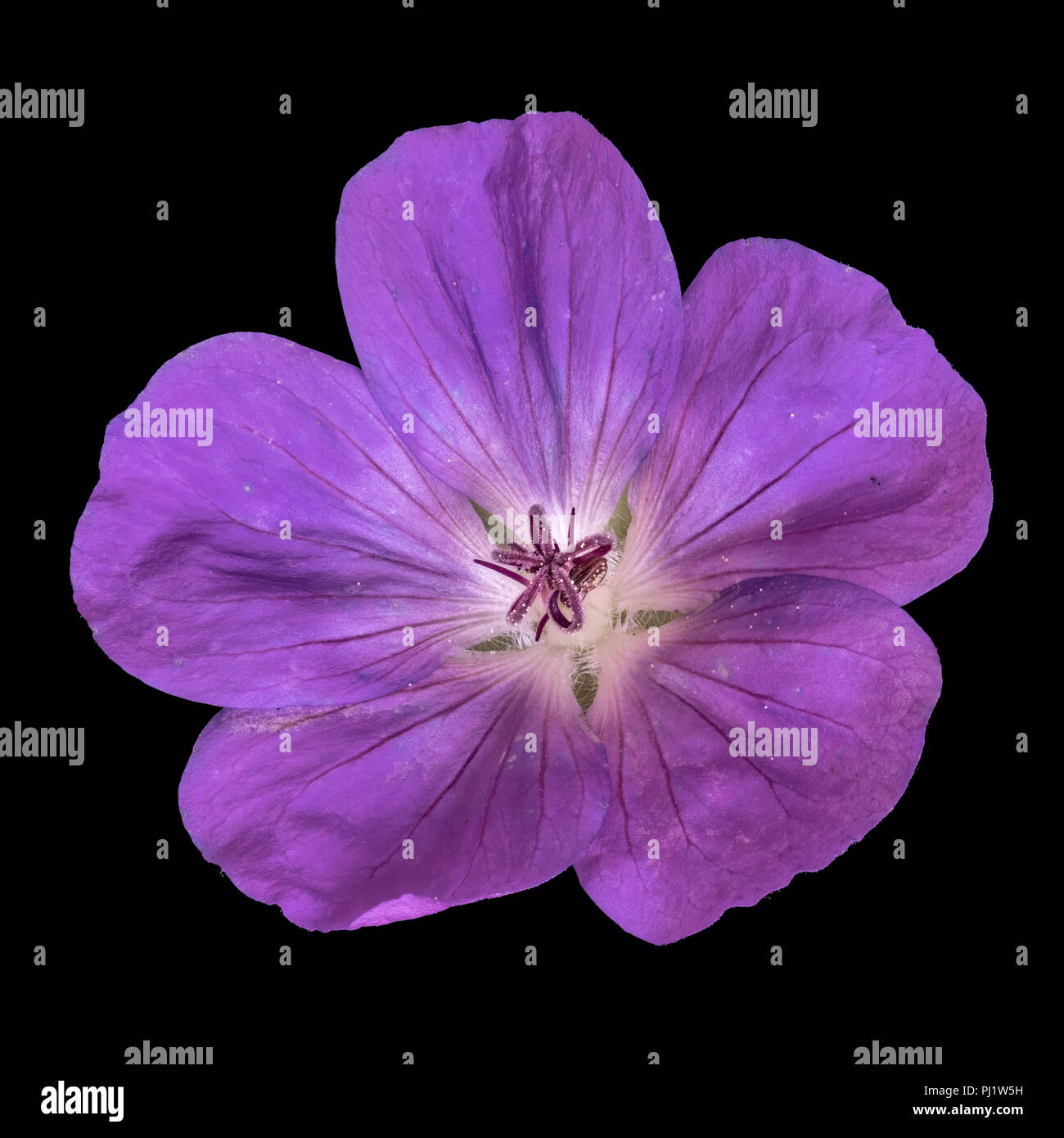 Fine art still life color floral image of a single isolated wide open violet blooming female geranium / cranesbill flower ,black background,ivintage Stock Photo