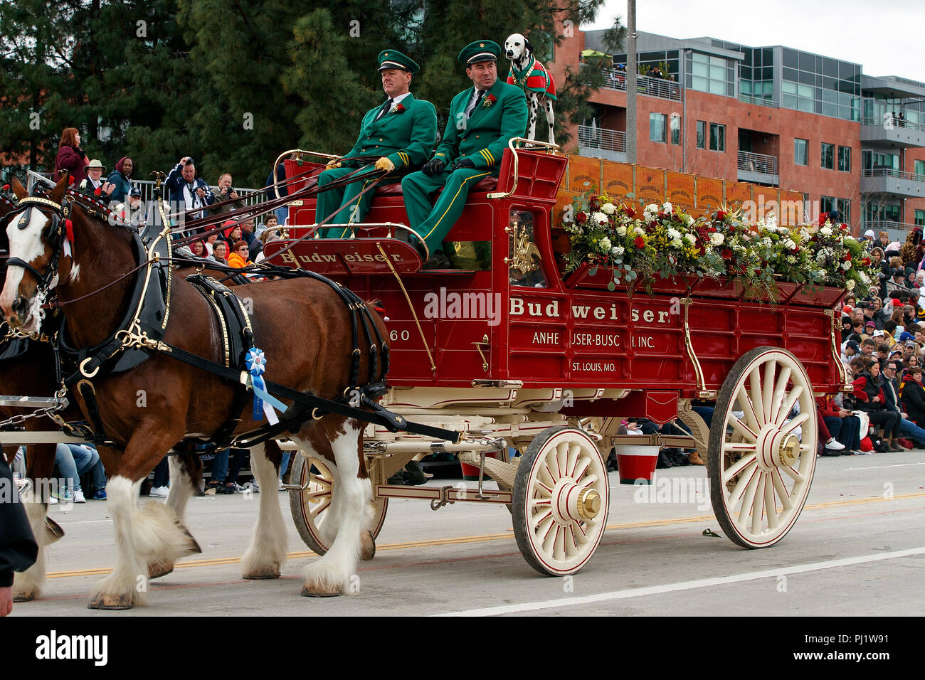 Budweiser Clydesdale Horses and Wagon with Dalmatian, 2017 Tournament of Roses Parade, Rose Parade, Pasadena, California, United States of America Stock Photo