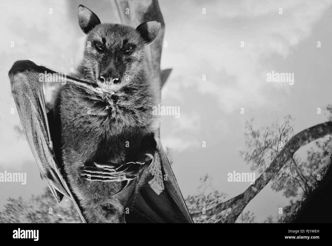 Fruit Bat Face Drawing