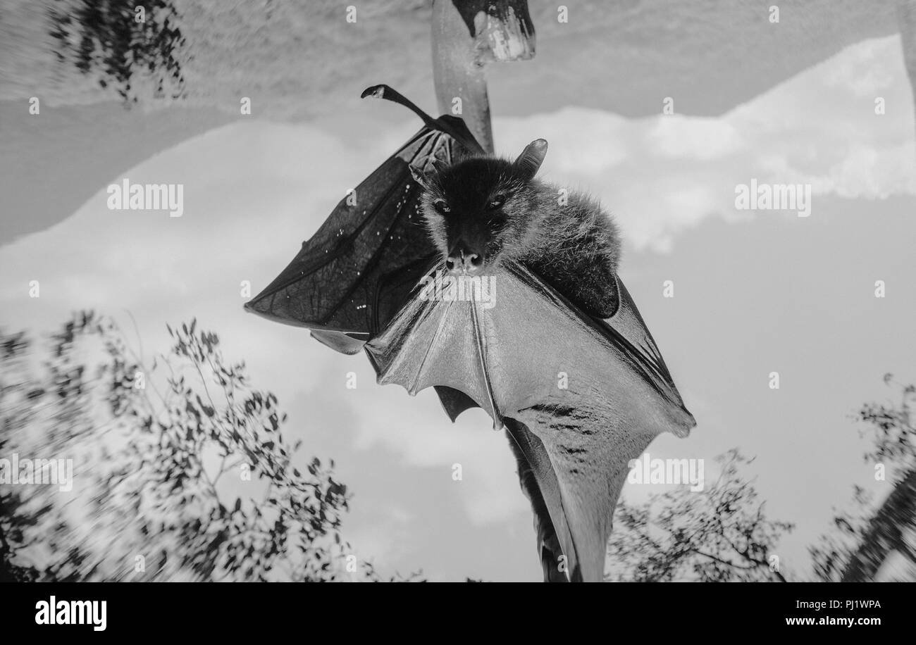 Black And White Portrait Of A Giant Fruit Bat/Flying Fox Hanging; Black and white series of portraits of a fruit bat or flying fox Stock Photo