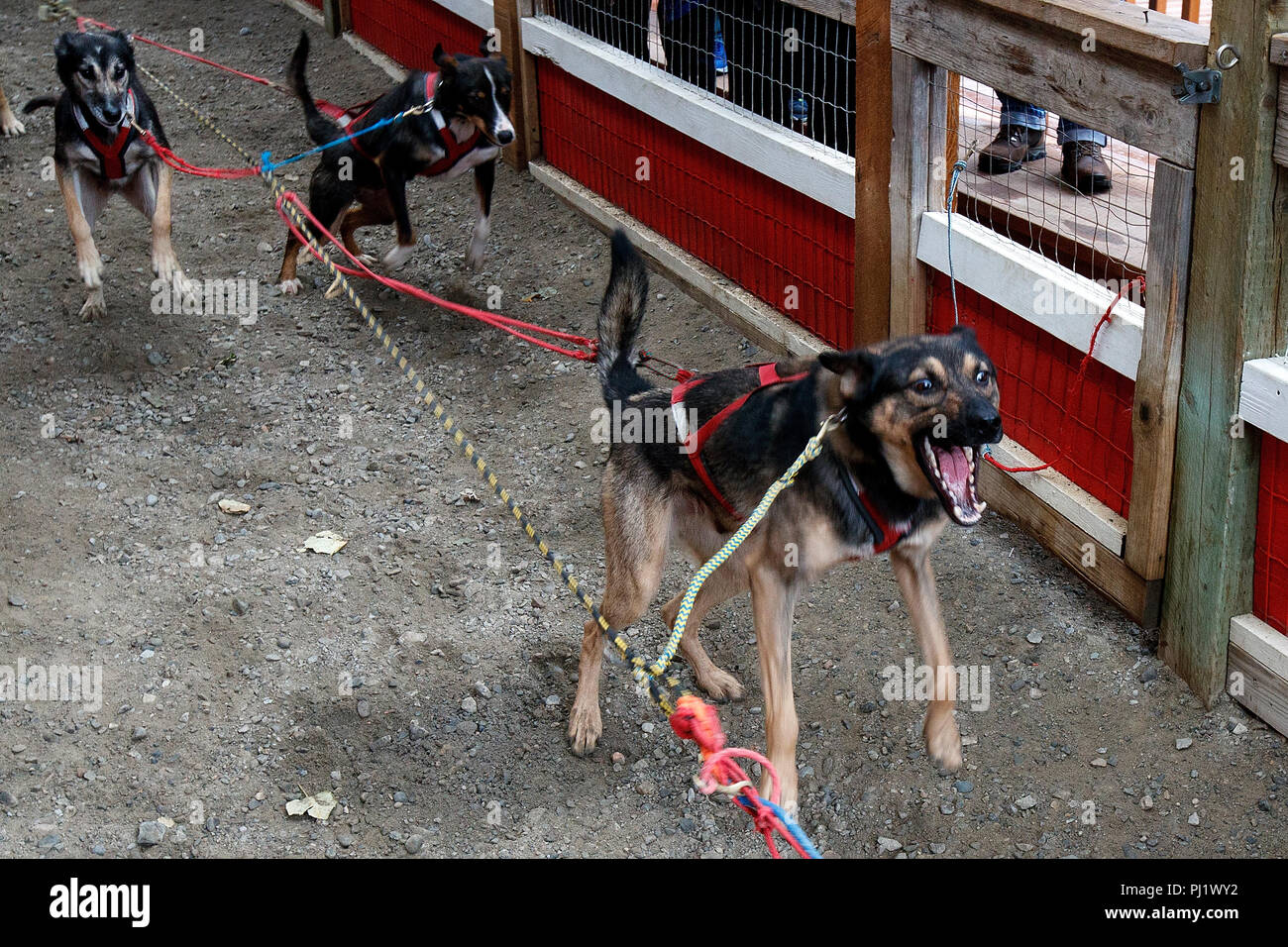 Sled dogs, Dredge Town, Skagway, Alaska, United States of America Stock Photo