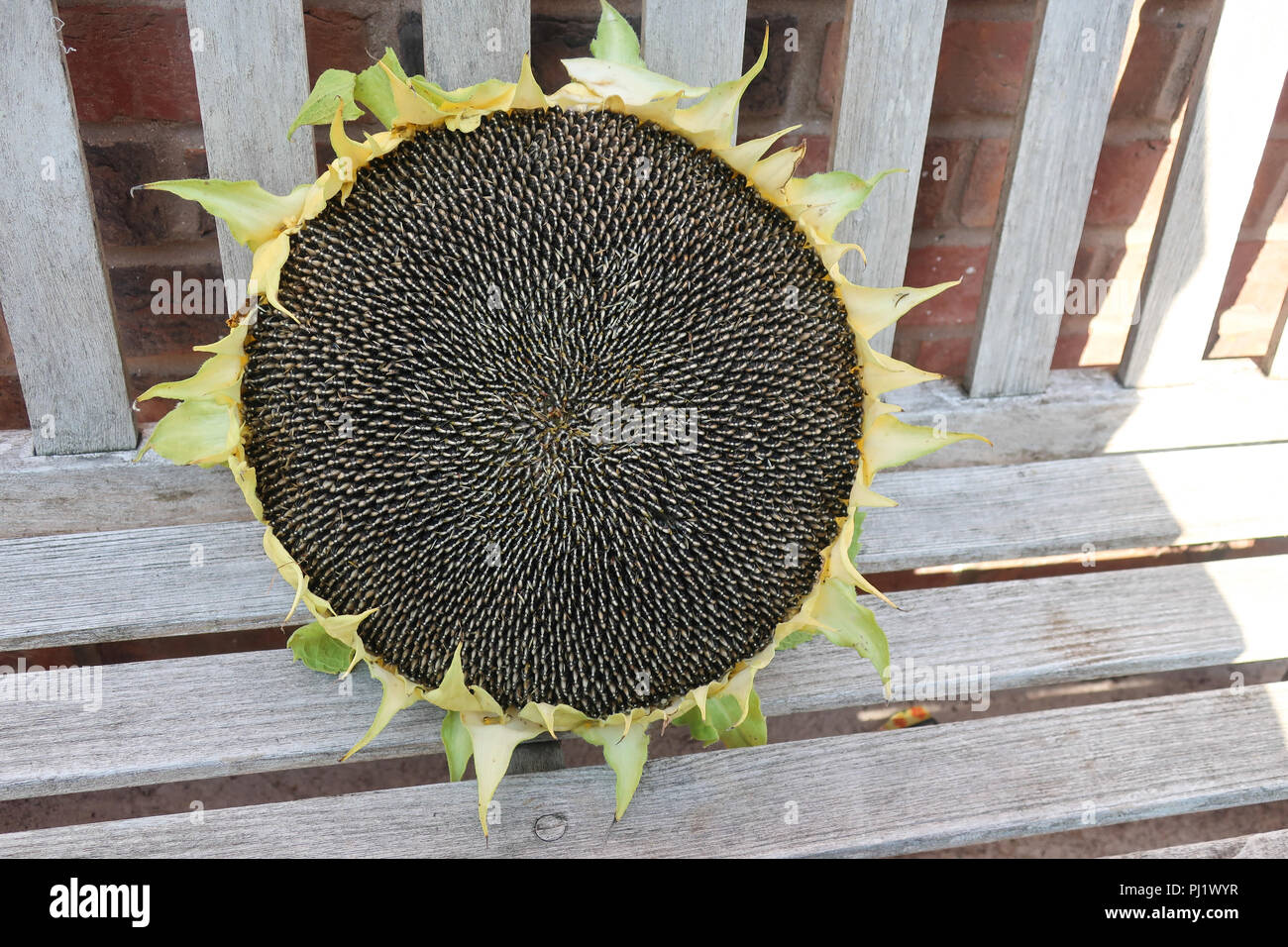 Sunflower seeds still in the head Stock Photo Alamy