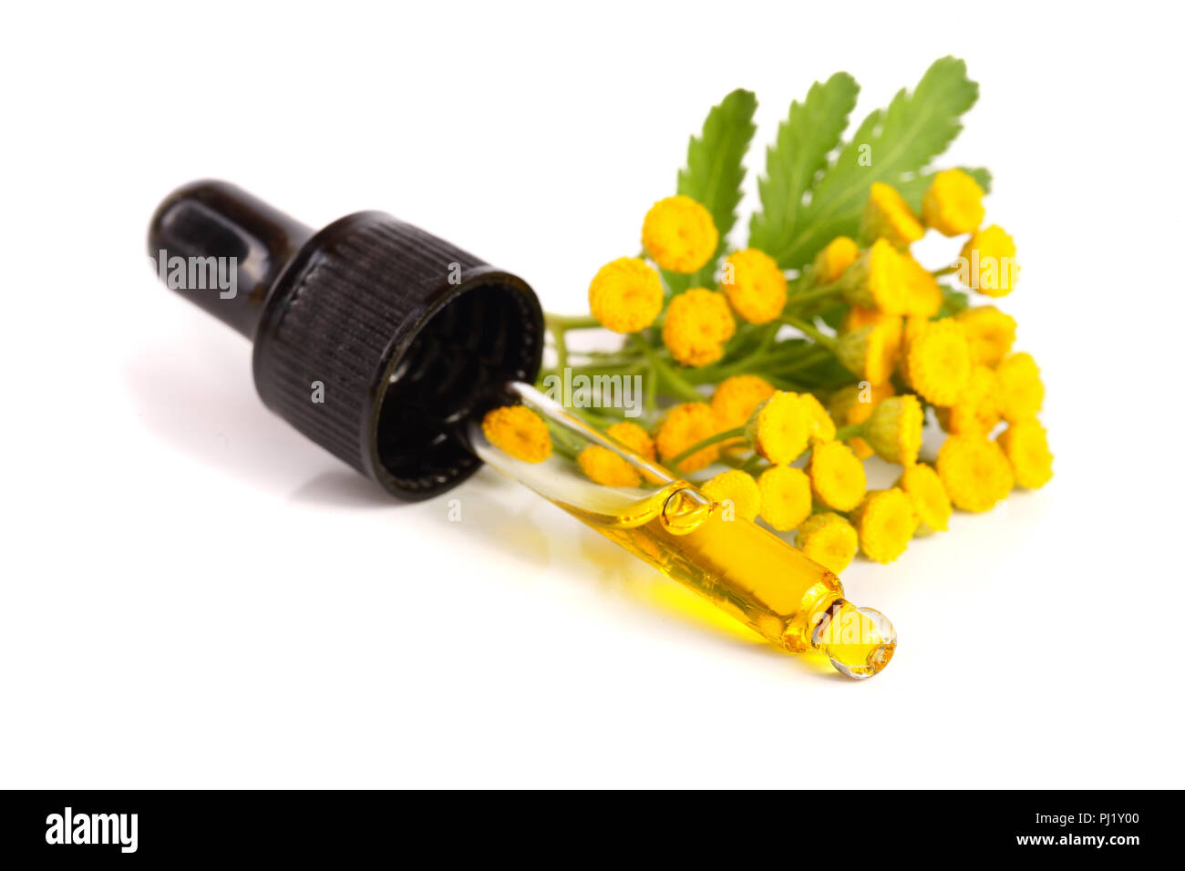 essential tansy oil with flowers and leaf isolated on white background. Stock Photo