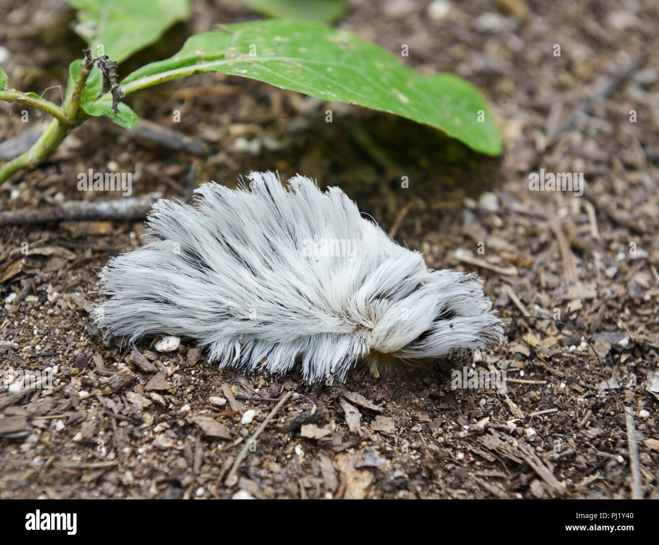 Puss caterpillar, larva of the southern flannel moth, Megalopyge opercularis. Hairs contain highly venomous spines Stock Photo