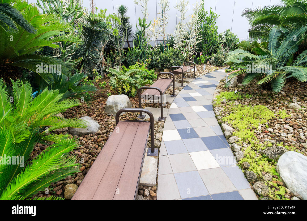 Singapore - July 26, 2018: The Cactus Garden At Singapore Changi Airport  Stock Photo - Alamy