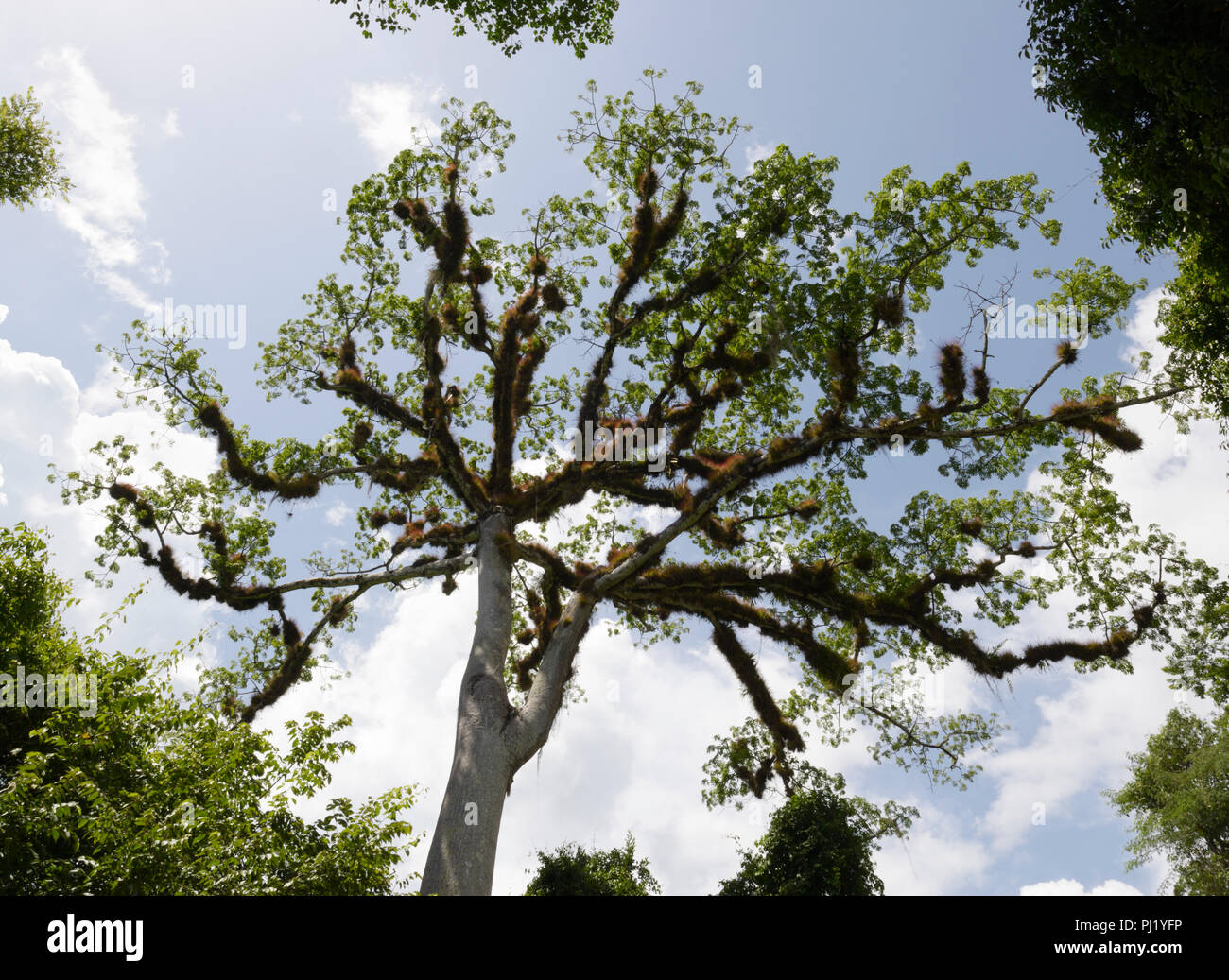 Ceiba tree, Tikal National Park, Guatemala Stock Photo