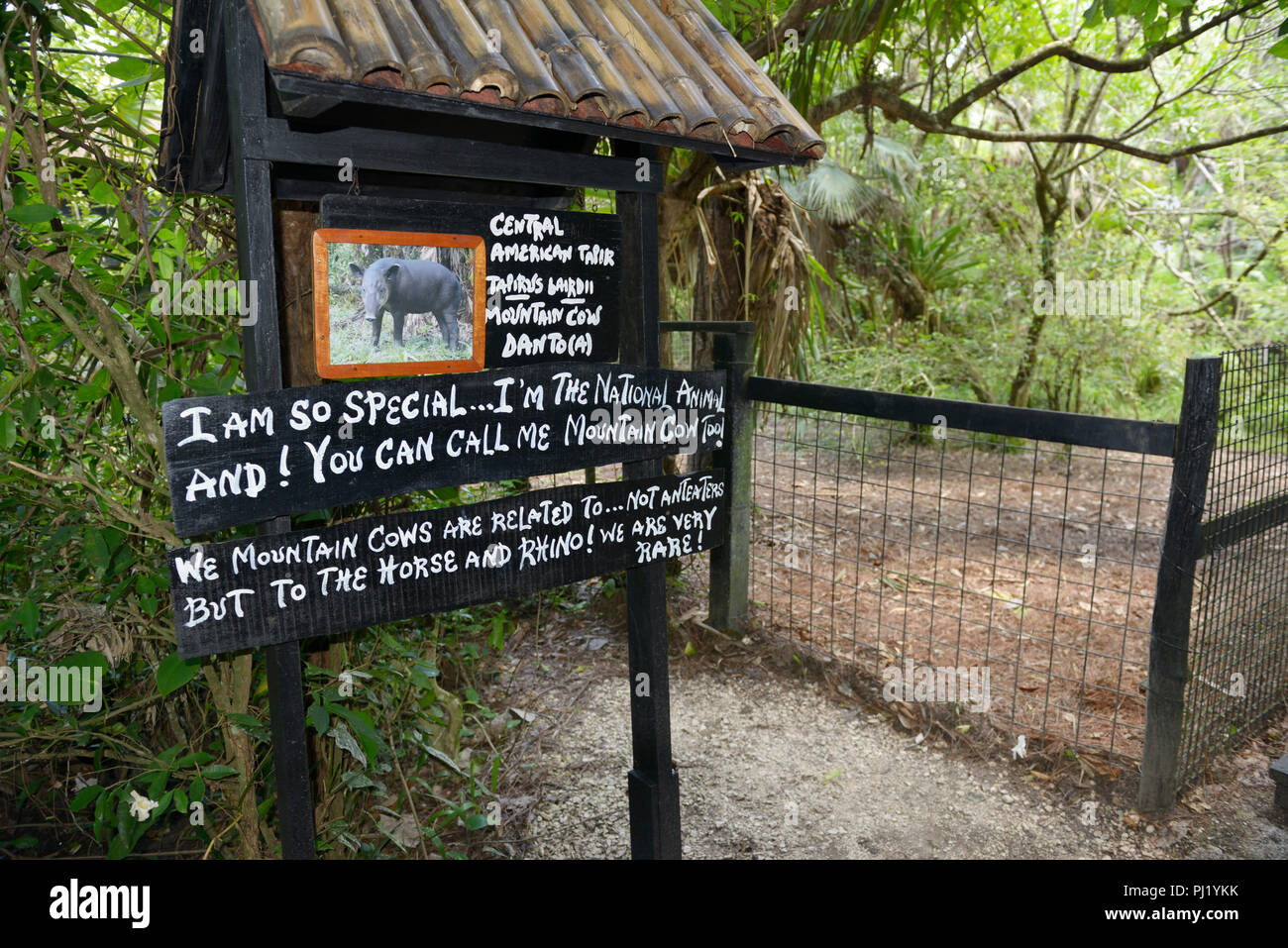 Belize Zoo, tapir pen Stock Photo
