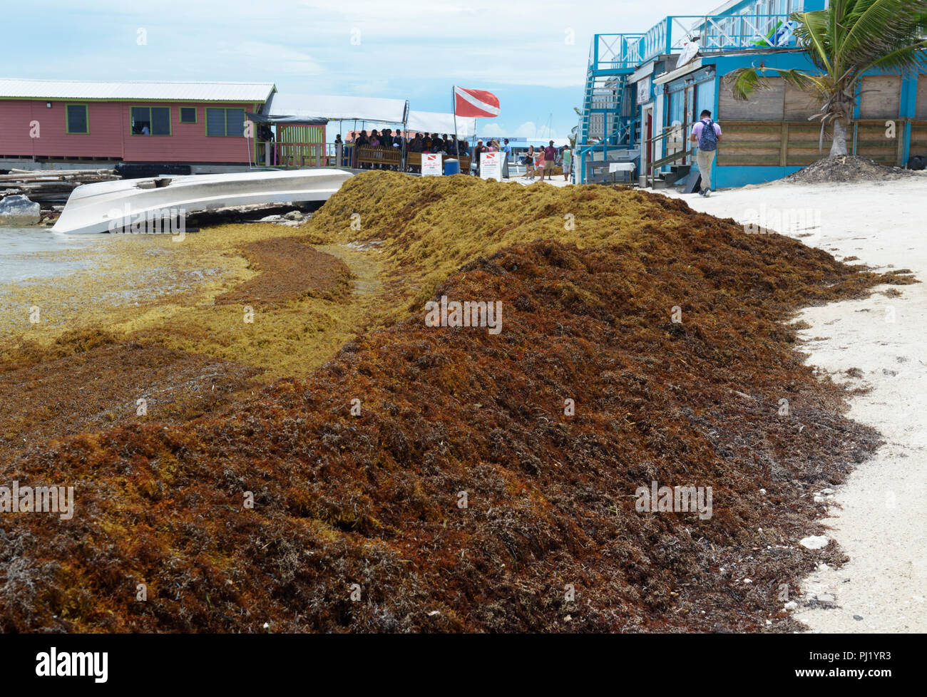 Sargassum seaweed, piled on beach San Pedro, Ambergris Caye Belize Stock Photo