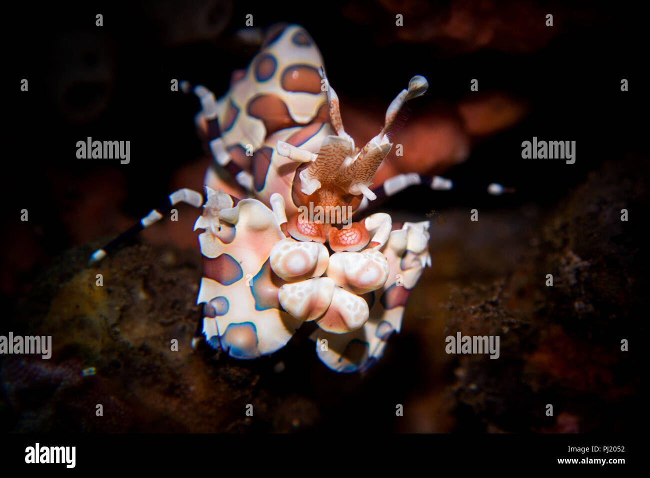 Harlequin Shrimp Hymenocera picta a striking and beautiful shrimp