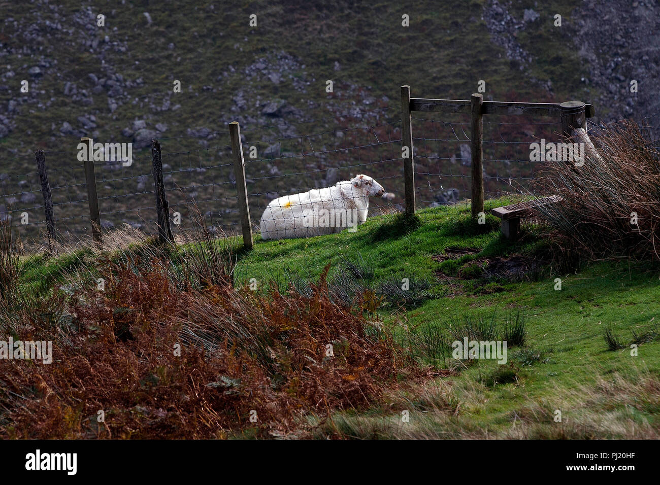 Sheep on hillside, Cad West, Machynlleth Loop, near Dolgellau, Wales, United Kingdom Stock Photo