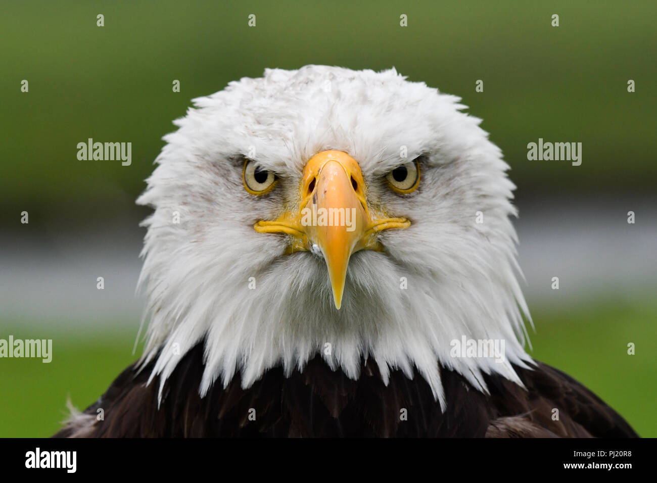American Eagle portrait Stock Photo