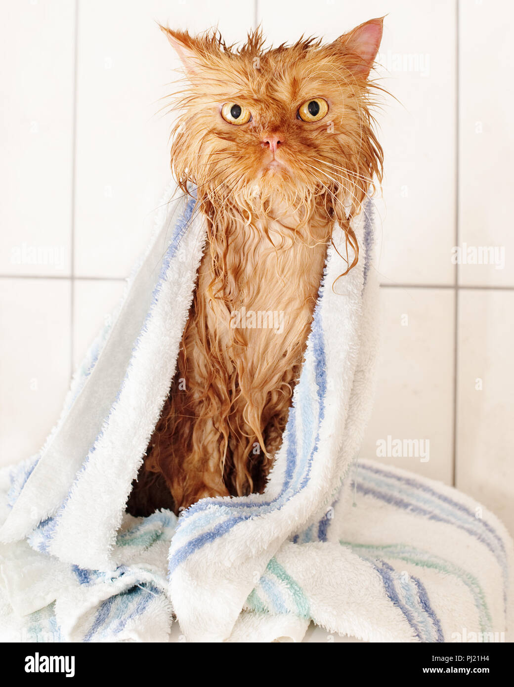 Wet red  traditional Persian cat with bath towel after bath Stock Photo