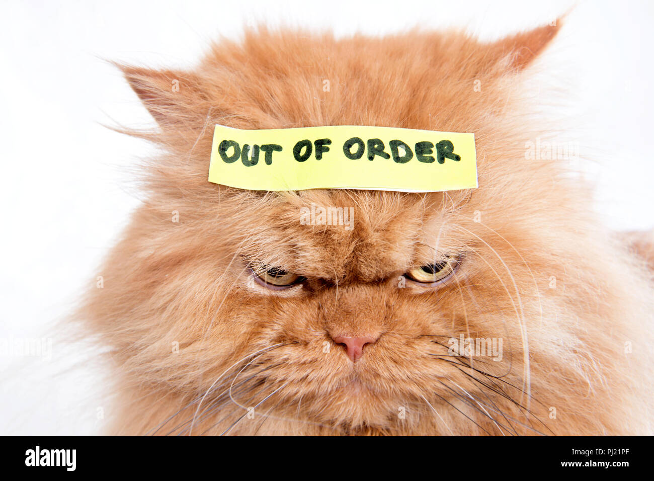 Persian cat wearing Out of Order sticker on head Stock Photo