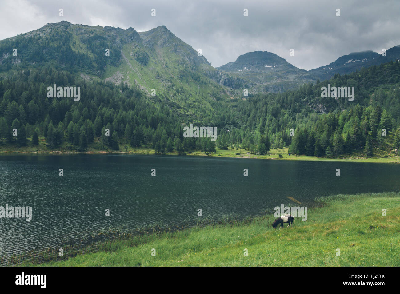 Austrian Alm, Alps, Horse, Duisitzkarsee, Schladminger Tauern, Schladming, Styria, Austria Stock Photo
