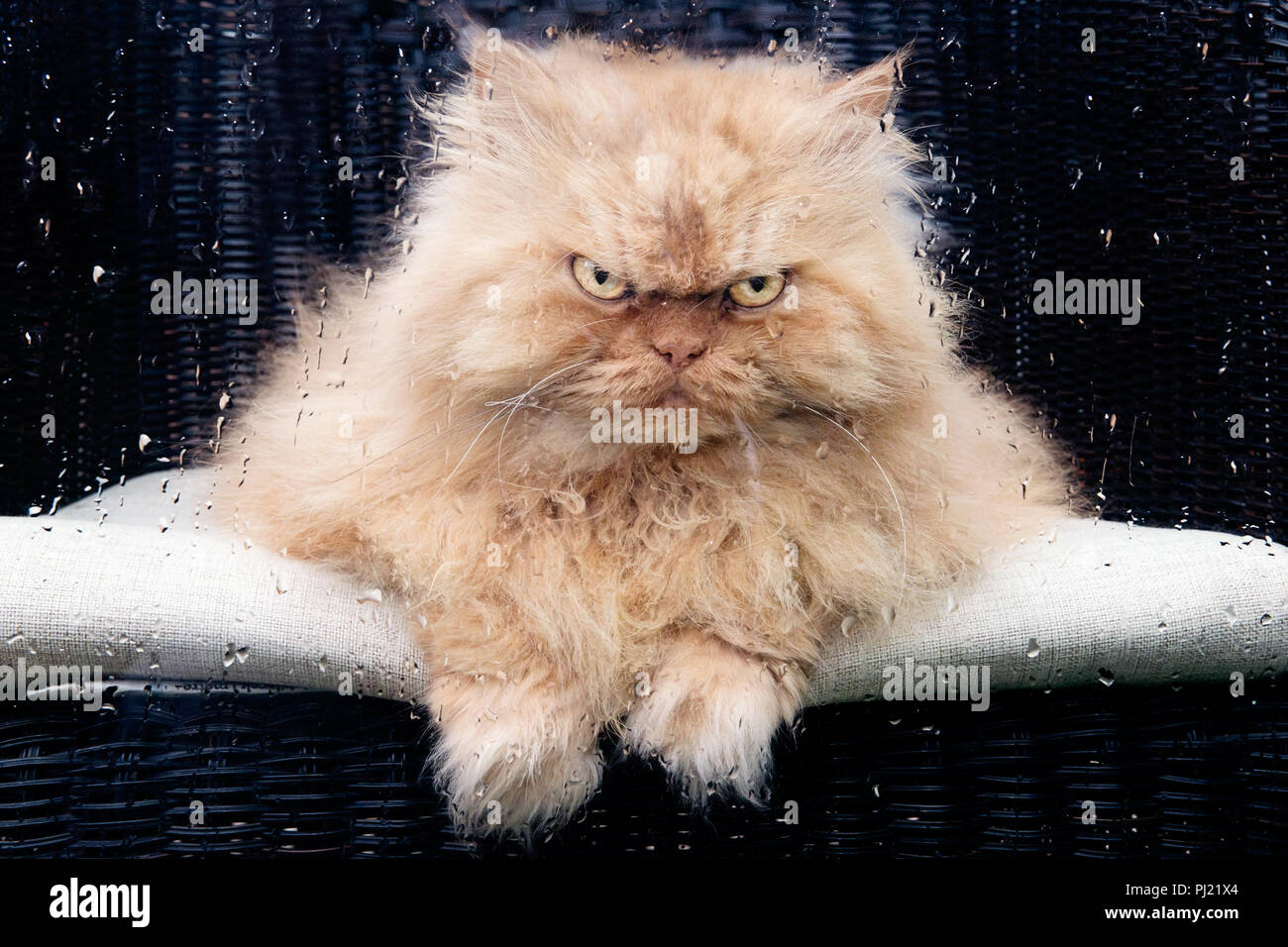Red traditional angry looking Persian cat looking through window at rainy day Stock Photo