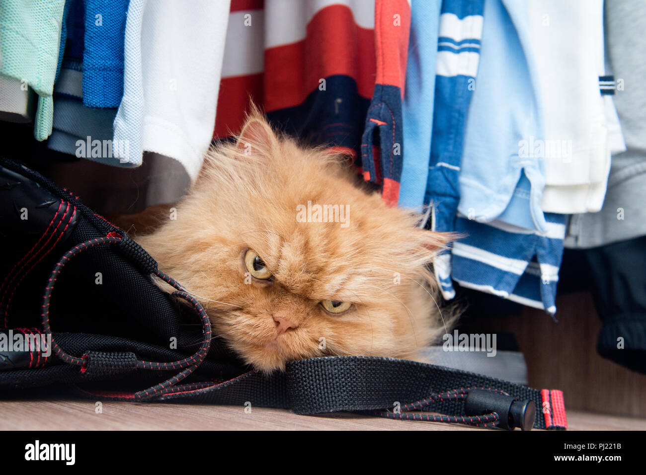 Portrait of Persian cat in wardrobe Stock Photo
