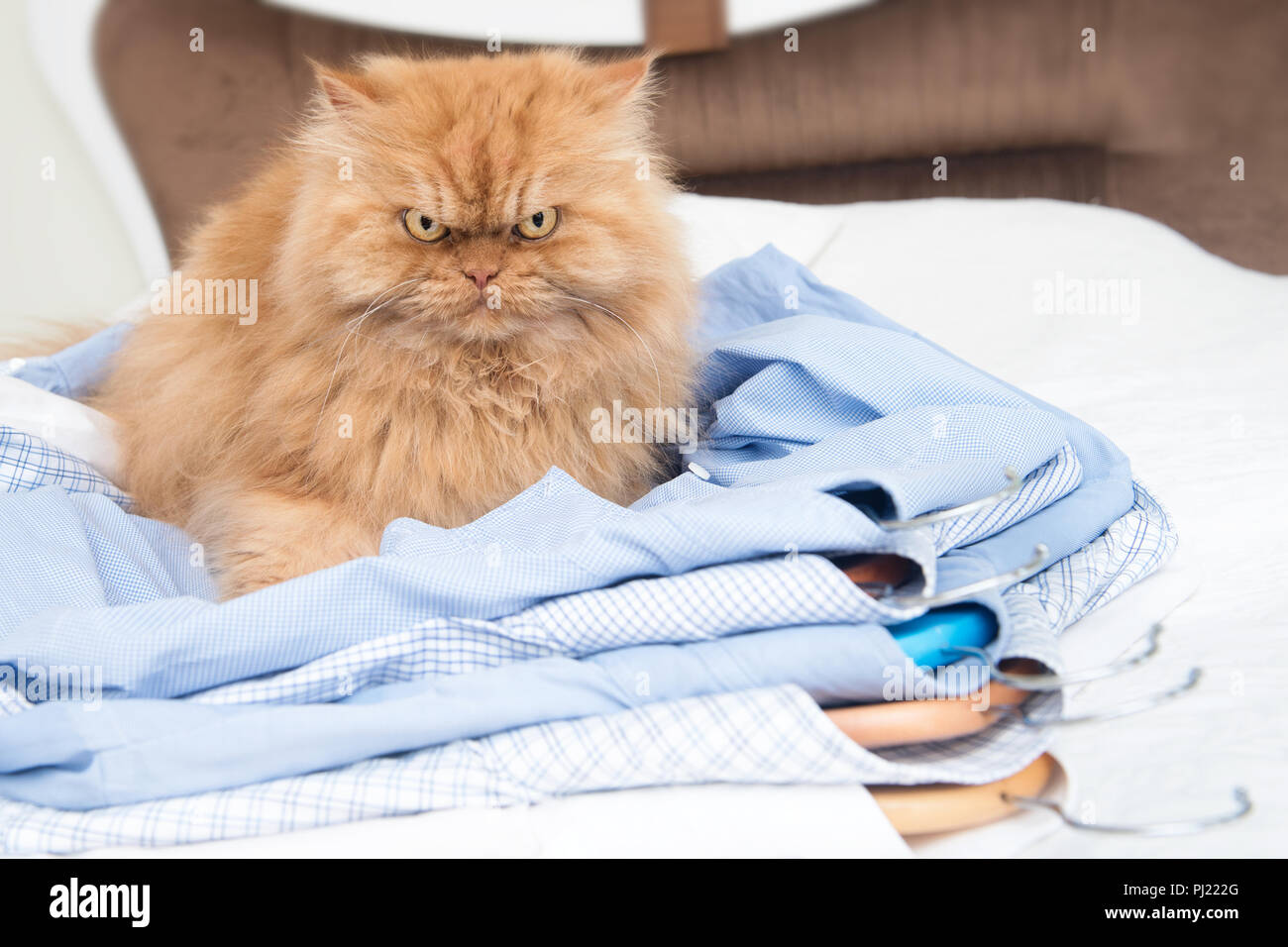 Orange Persian Cat Sitting On Clean Clothes Looking At Camera