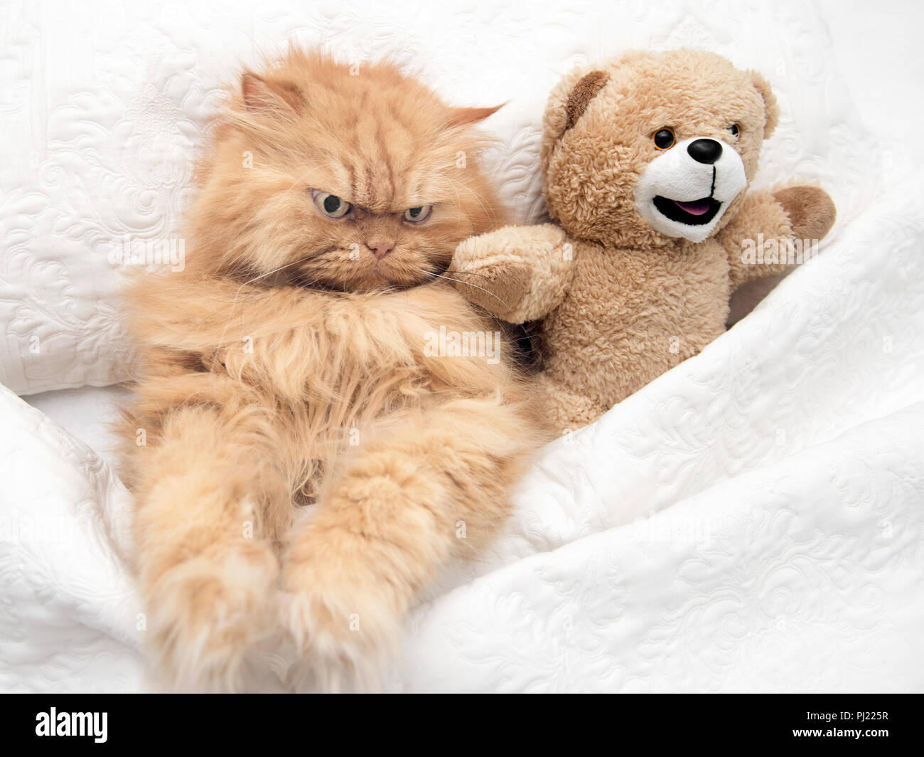 Orange traditional Persian cat in bed with teddy bear Stock Photo
