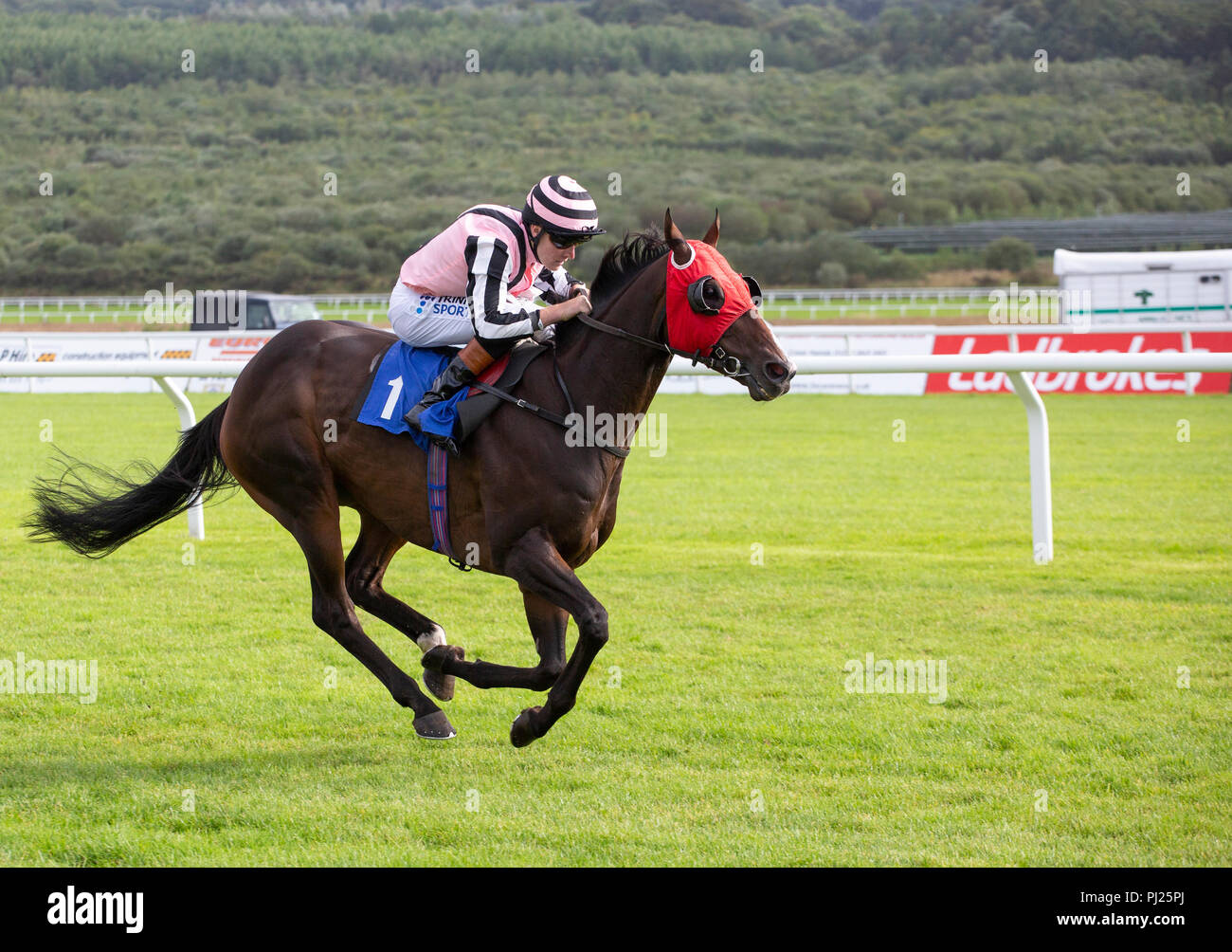 Racehorse Jacbequick ridden by jockey Finley Marsh on the way to winning a race at Ffos Las racecourse Stock Photo