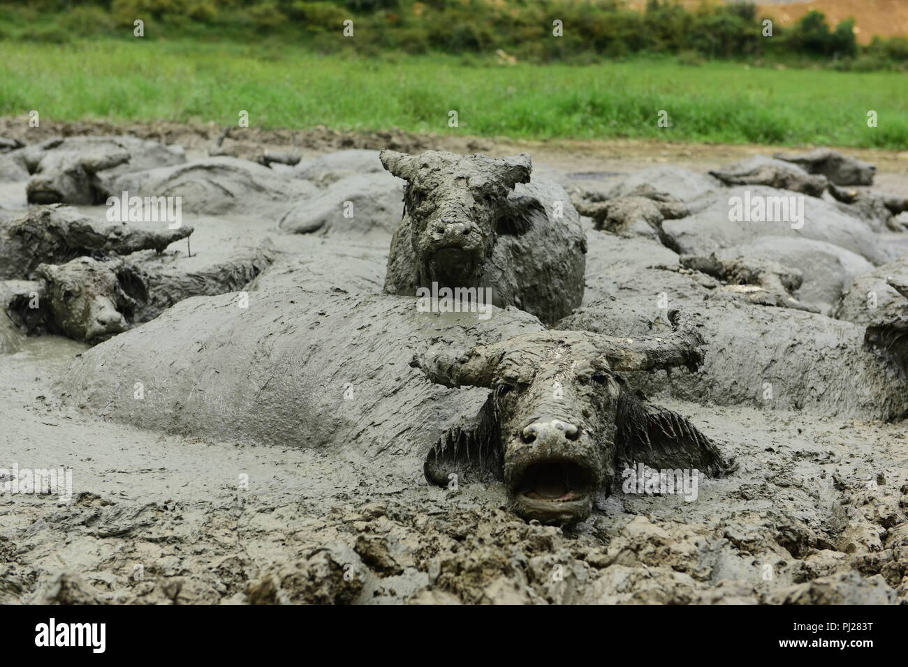 Enshi, China. 3rd Sep, 2018. Hundreds of buffaloes enjoy mud-bath in Enshi, central China's Hubei Province. Credit: SIPA Asia/ZUMA Wire/Alamy Live News Stock Photo