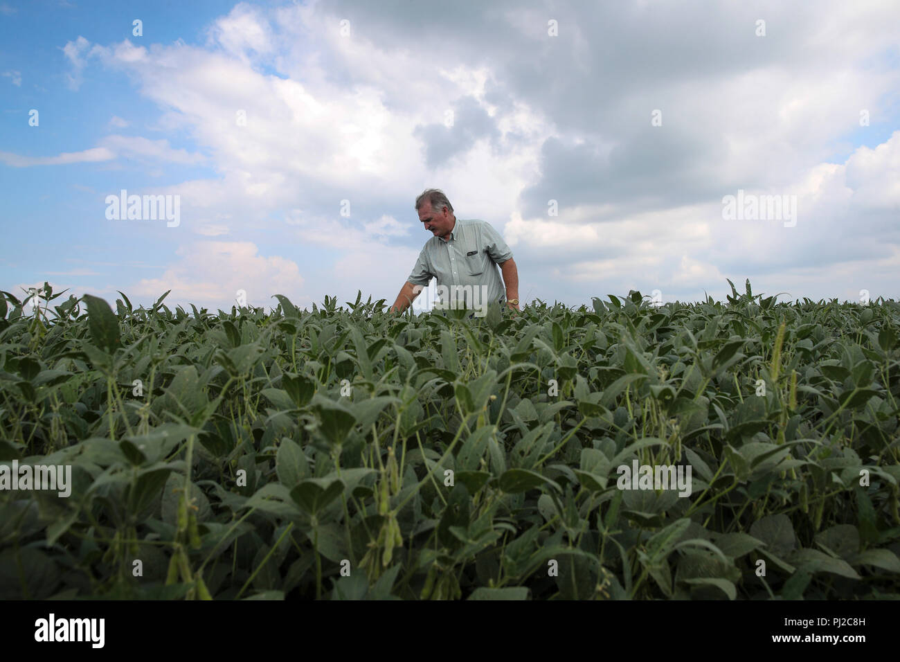 https://c8.alamy.com/comp/PJ2C8H/beijing-usa-18th-aug-2018-fred-yoder-a-fourth-generation-farmer-examines-growing-soy-beans-at-his-farm-in-plain-city-24-kilometers-away-from-worthington-in-ohio-the-united-states-aug-18-2018-to-go-with-xinhua-headlines-trumps-tariffs-make-american-farmers-anxious-as-harvest-season-draws-near-credit-wang-yingxinhuaalamy-live-news-PJ2C8H.jpg