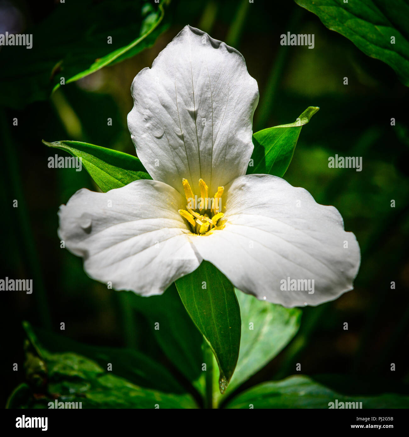 Macro of Trillium in Forest With Dark Background Stock Photo