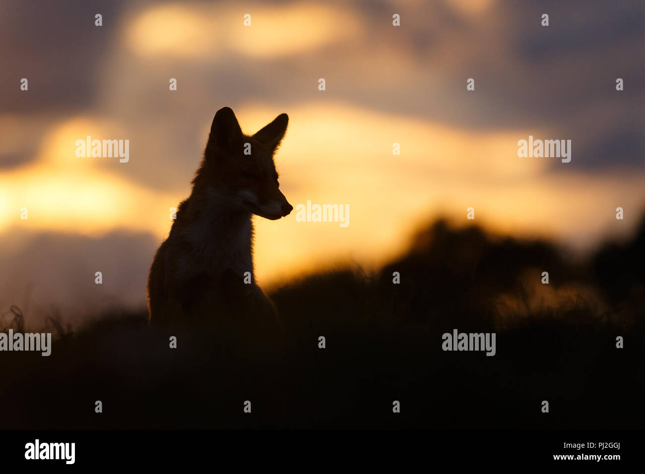 Red fox in the last light of the day Stock Photo