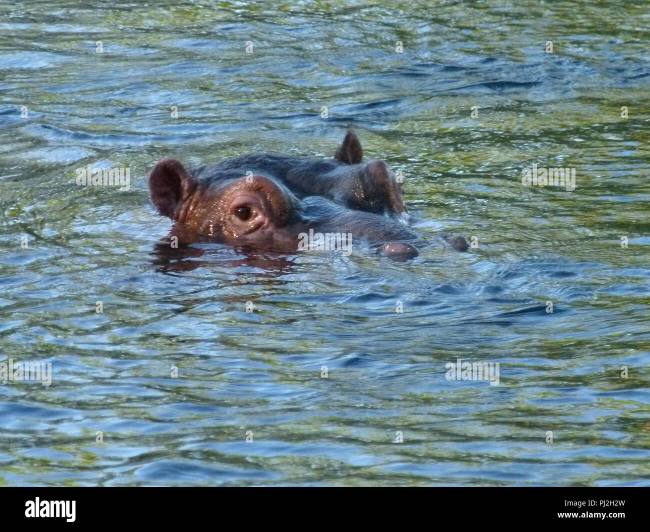 Massai mara hi-res stock photography and images - Alamy
