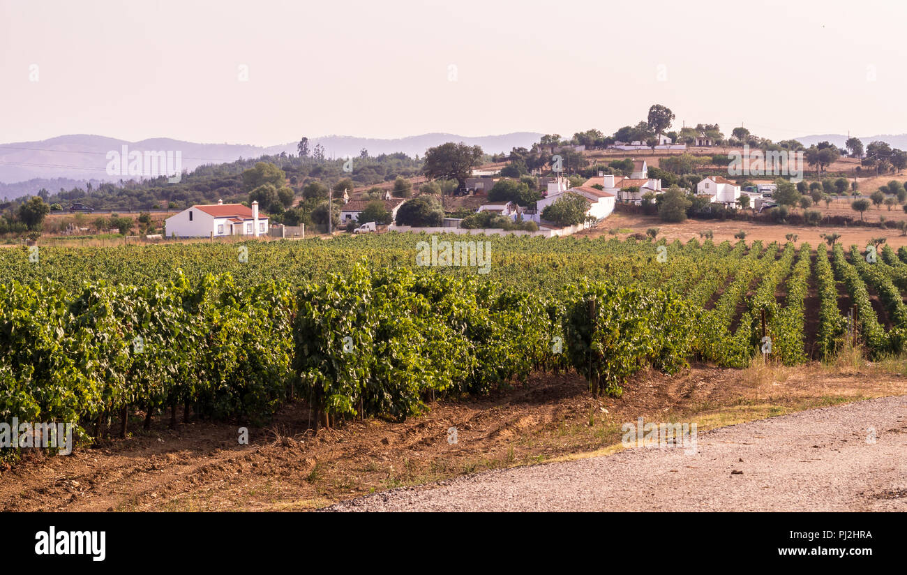 Landscape with vineyards around Estremoz, Evora distric, Portugal. Stock Photo