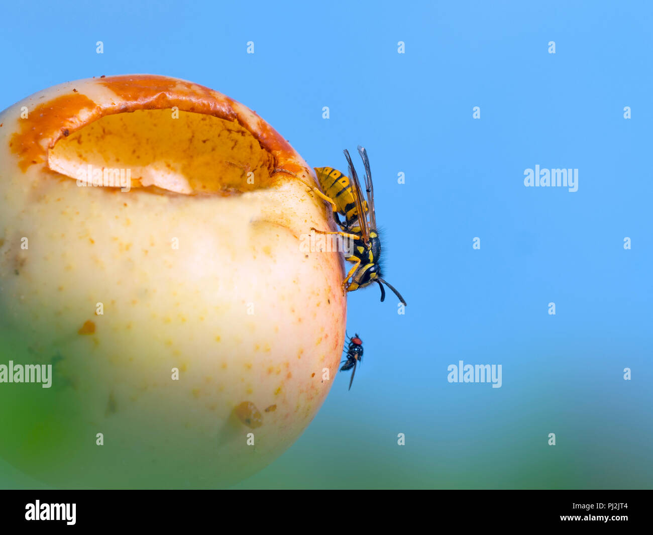 Common Wasp Vespula vulgaris feeding on ripe apple with fruit fly Stock Photo