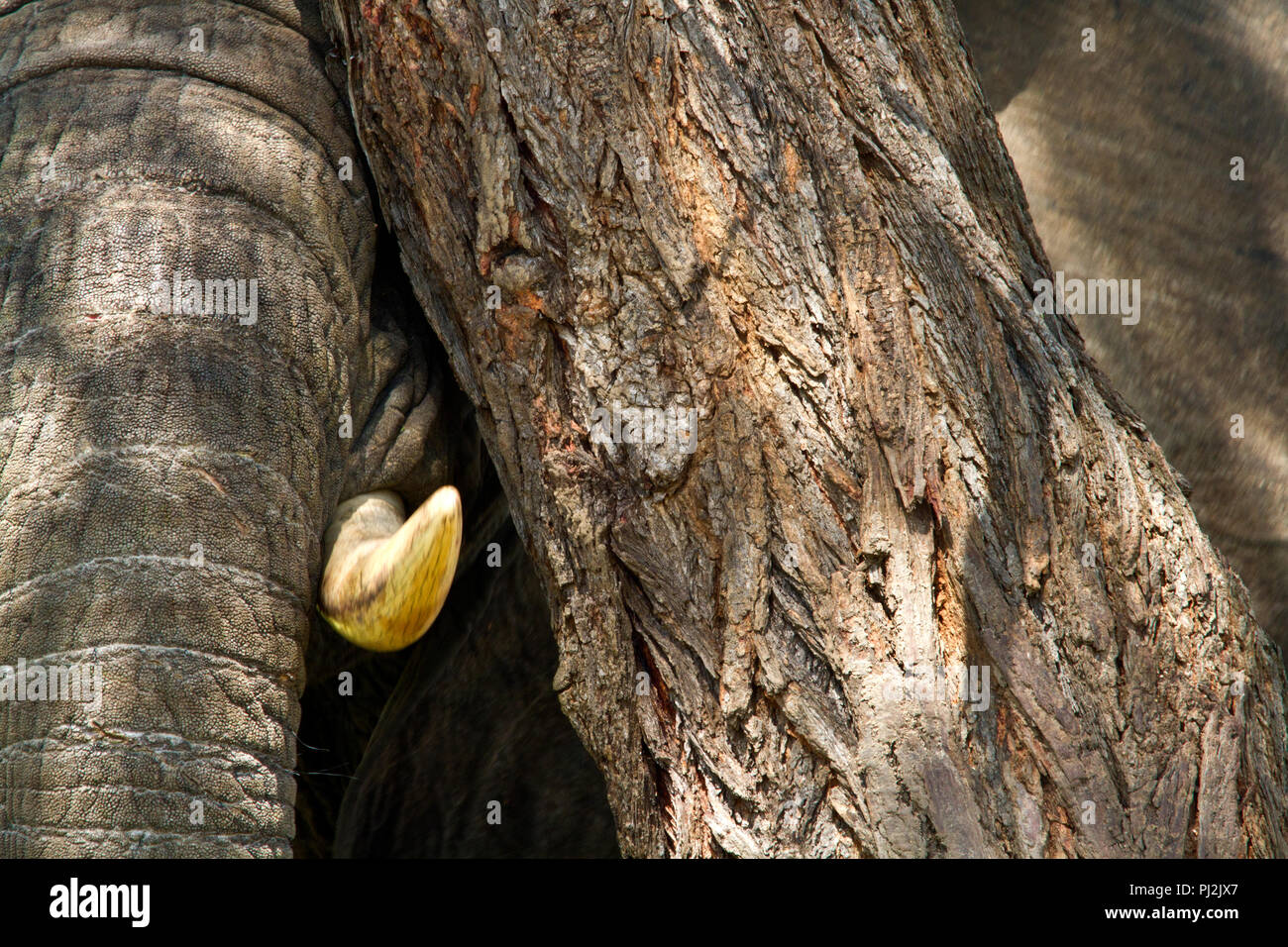The near matching rough textures of an elephants hide and an acacias bark. Stock Photo